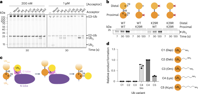 TRIP12 structures reveal HECT E3 formation of K29 linkages and branched ubiquitin chains