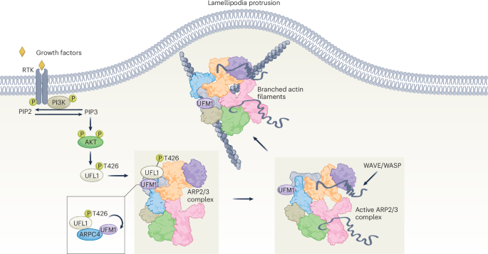 UFMylation of ARPC4 facilitates lamellipodia formation and promotes cancer metastasis