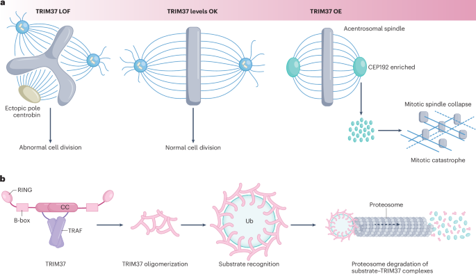 TRIMming centrosomal assemblies