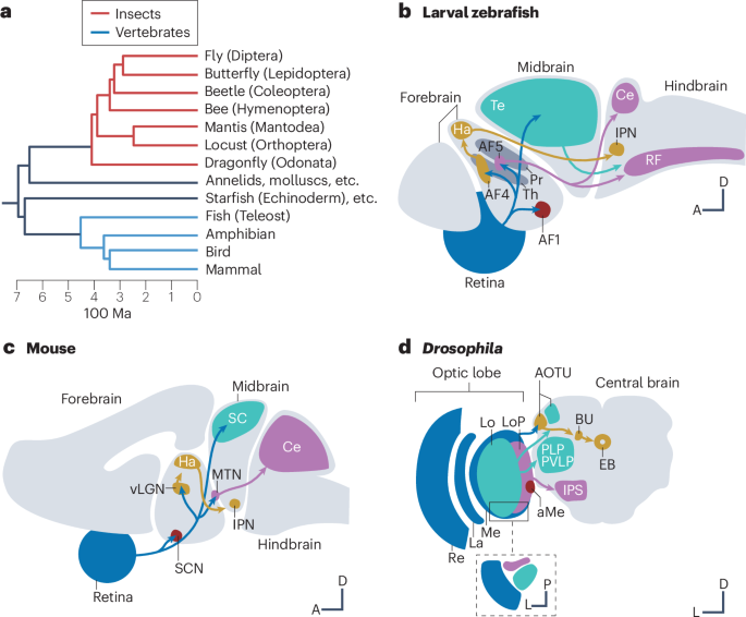On analogies in vertebrate and insect visual systems