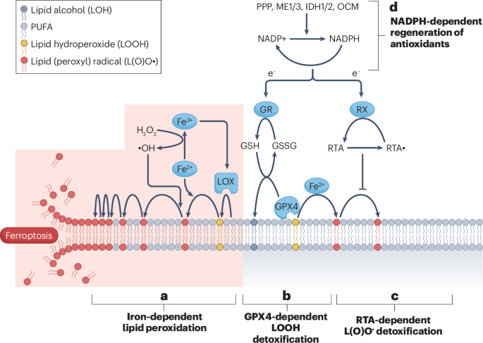 Neuroferroptosis in health and diseases