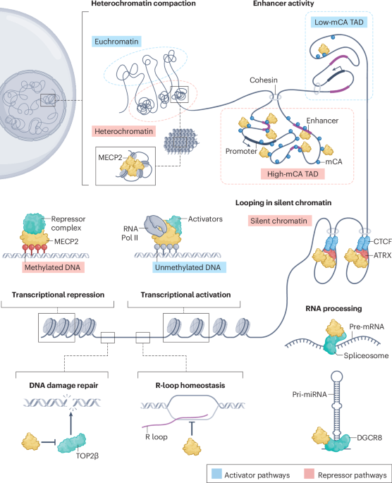 Exploring the complexity of MECP2 function in Rett syndrome