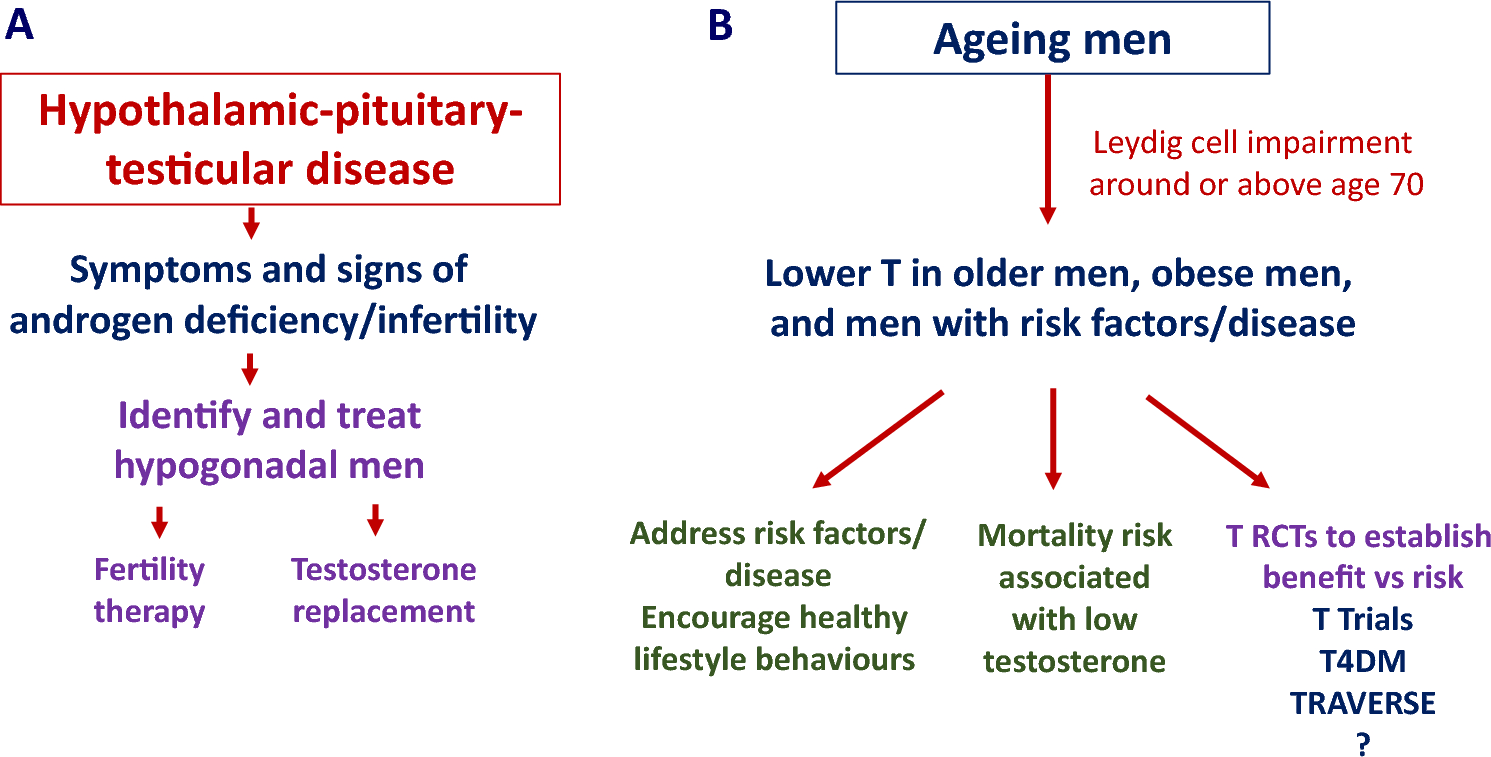 Testosterone Therapy in Older Men: Present and Future Considerations