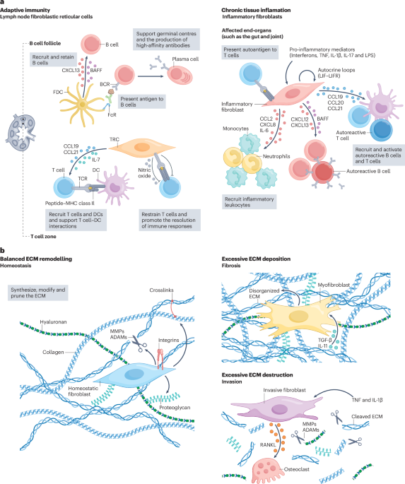 Fibroblasts in immune responses, inflammatory diseases and therapeutic implications