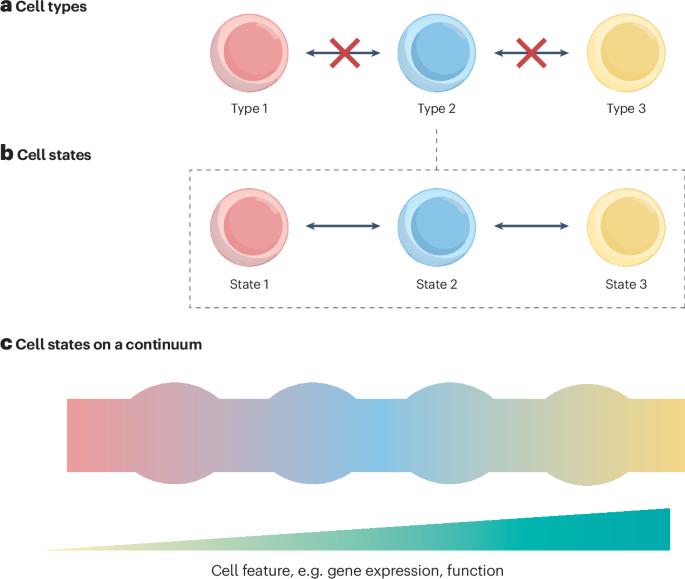 Understanding rheumatic disease through continuous cell state analysis