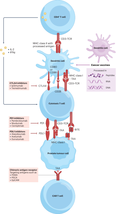 Synergistic targeting strategies for prostate cancer