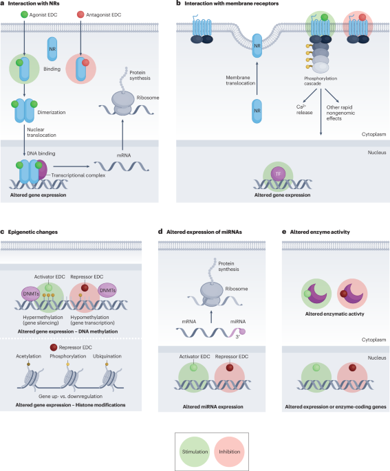 Endocrine-disrupting chemicals as prostate carcinogens
