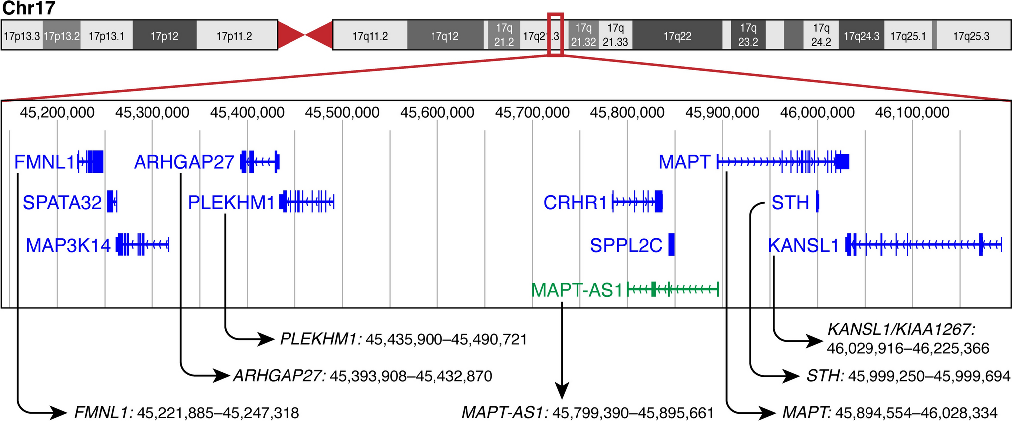 Multifactorial etiology of progressive supranuclear palsy (PSP): the genetic component