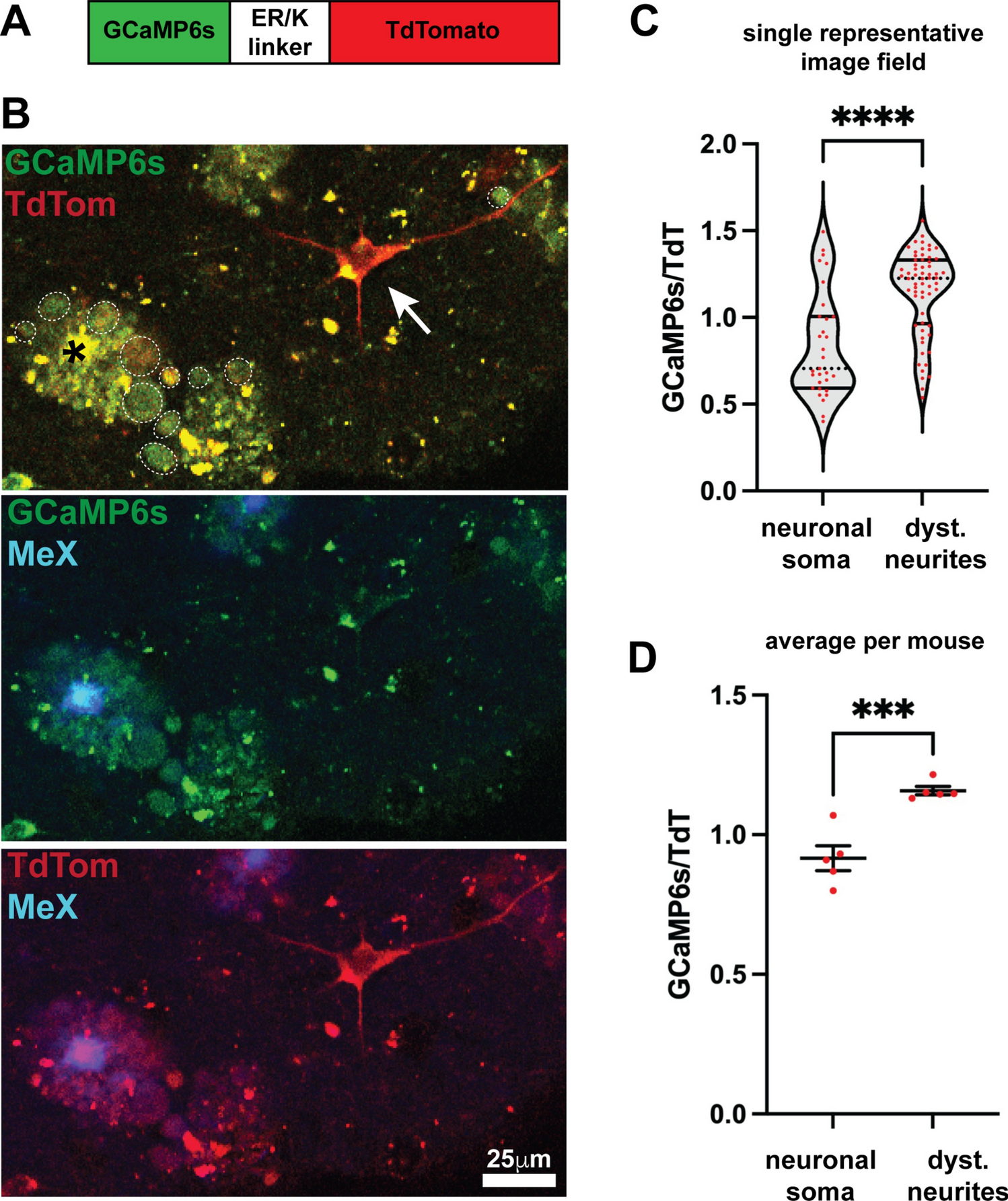Annexin A6 membrane repair protein protects against amyloid-induced dystrophic neurites and tau phosphorylation in Alzheimer’s disease model mice