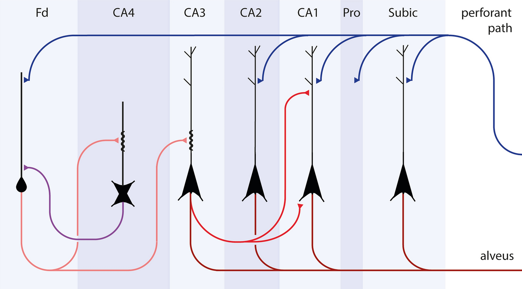 Sequence and trajectory of early Alzheimer’s disease-related tau inclusions in the hippocampal formation of cases without amyloid-β deposits