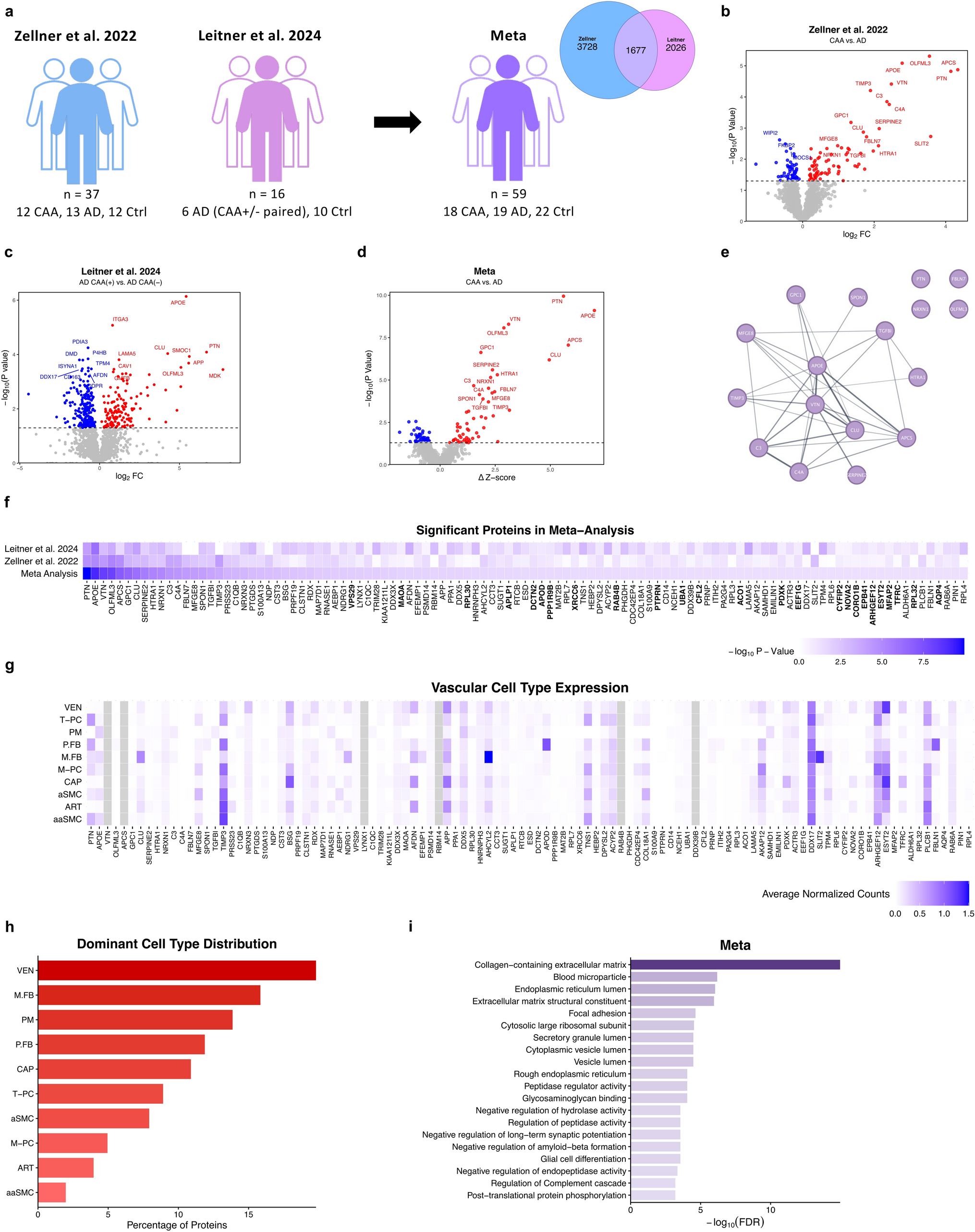 CAA proteomics meta-analysis reveals novel targets, key players, and the effects of sex, APOE, and brain region in humans