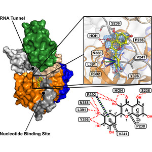 Myricetin-bound crystal structure of the SARS-CoV-2 helicase NSP13 facilitates the discovery of novel natural inhibitors