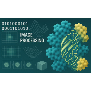Image-processing methods for electron microscopy of biological specimens