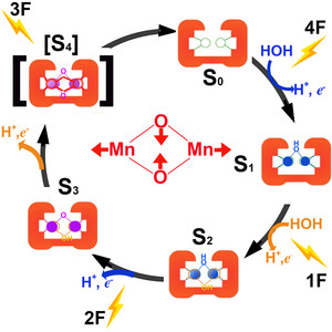 Mechanistic insight into O=O bond formation upon model-independent visualization of the coordination geometry and ligand composition of Mn4Ca cofactor in dark-adapted photosystem II structures