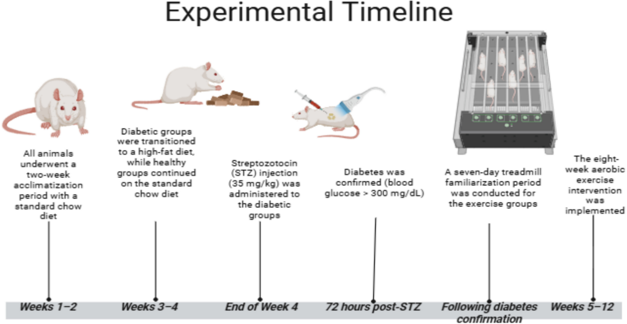 Protective effects of aerobic exercise on cardiac histology and stereological parameters in a rat model of type 2 diabetes mellitus