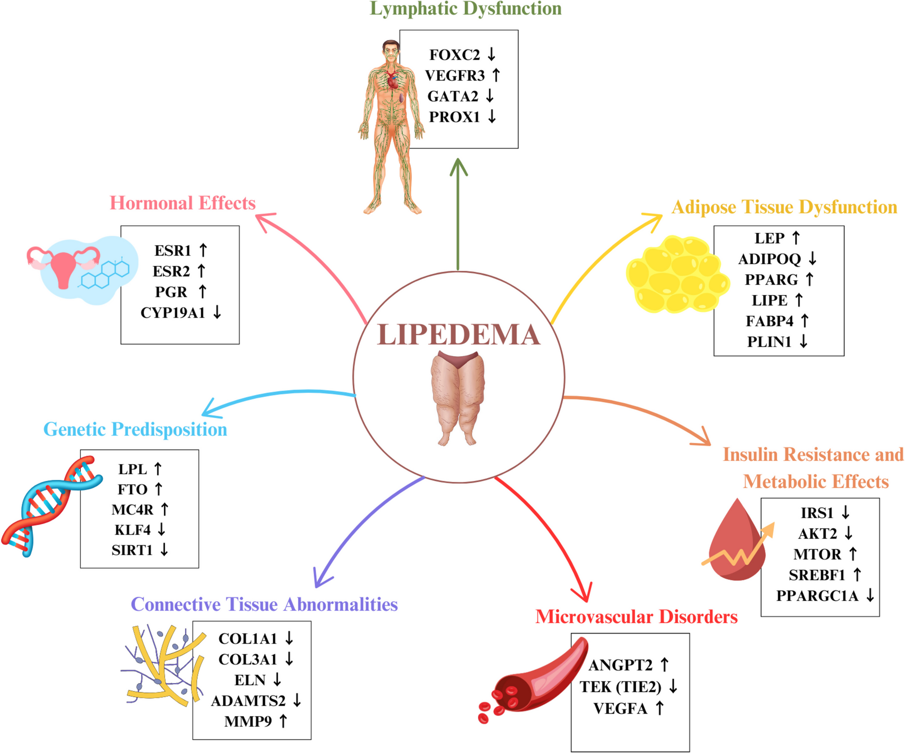 Therapeutic Applications of Ketogenic Diets in Lipedema: A Narrative Review of Current Evidence