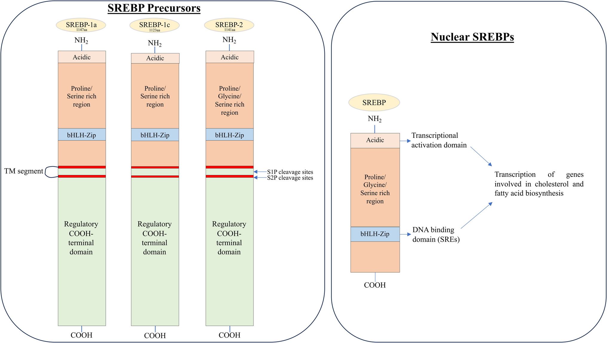 Understanding the Link Between Sterol Regulatory Element Binding Protein (SREBPs) and Metabolic Dysfunction Associated Steatotic Liver Disease (MASLD)