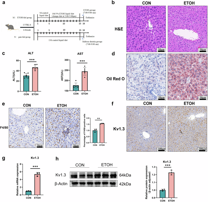 Kv1.3 knockdown attenuates alcohol-related liver injury in mice through induction of tryptamine