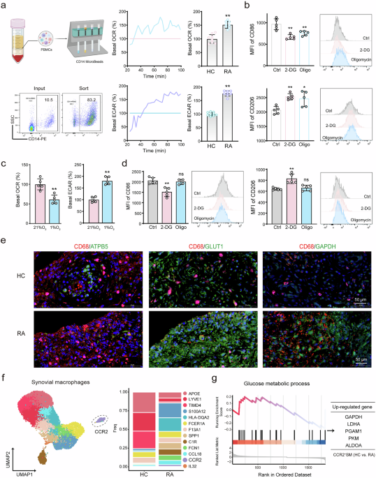GRK2-mediated phosphorylation and de-succinylation of PKM2 reduce macrophage glycolysis in rheumatoid arthritis