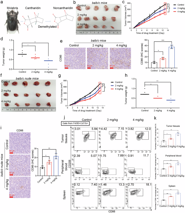Norcantharidin promotes M1 macrophage polarization and suppresses colorectal cancer growth