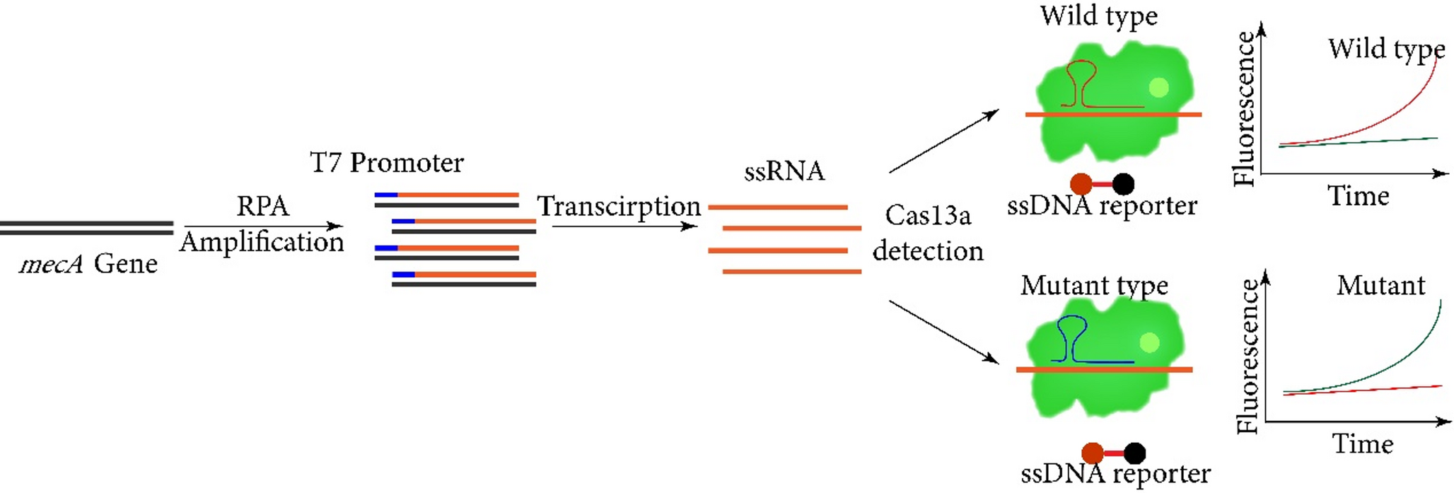 RPA-CRISPR Cas13a-Based Point-of-Care Testing established for rapid detection of Methicillin-Resistant  (MRSA) resistance genes