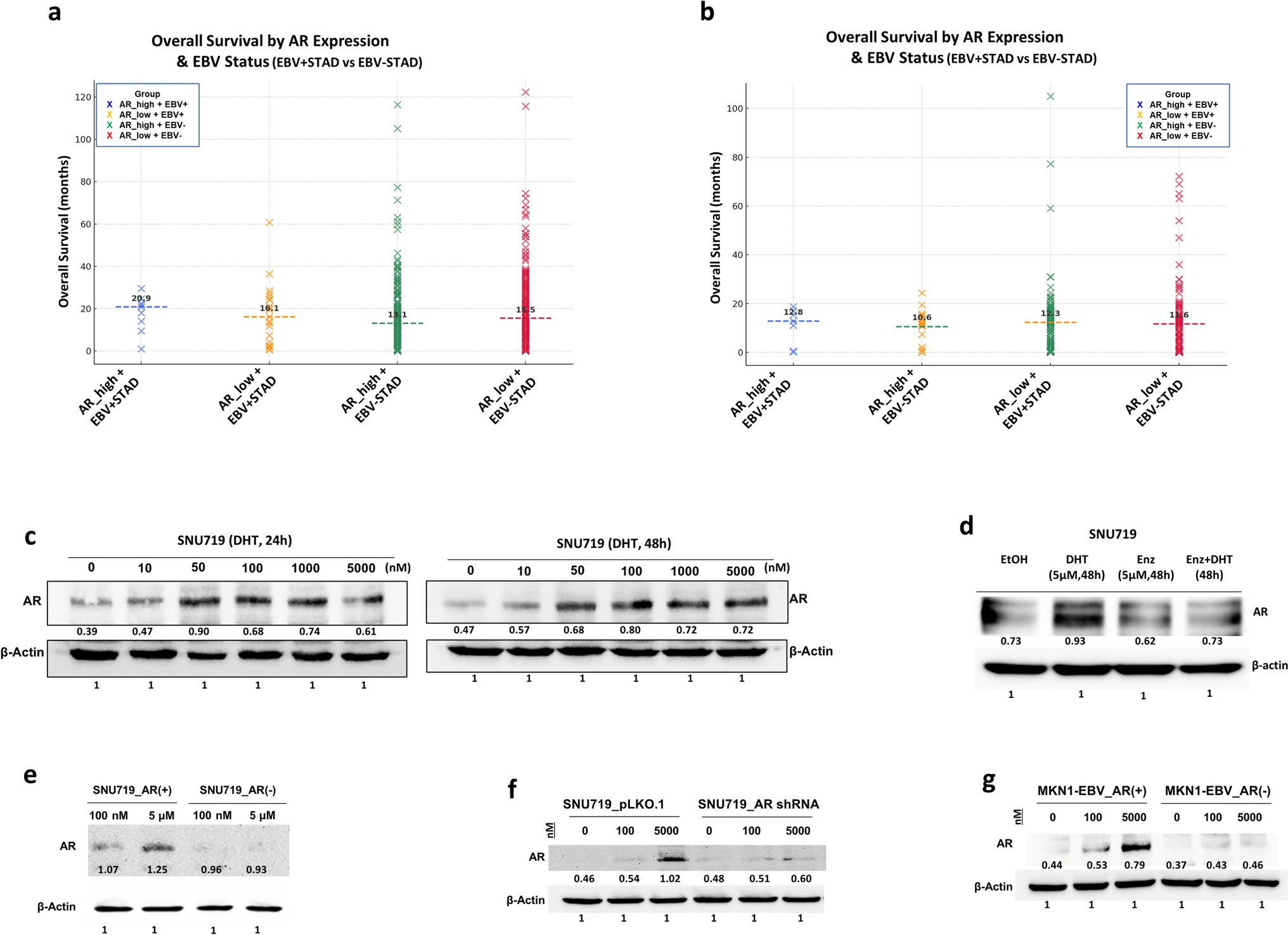 Dihydrotestosterone-androgen receptor signaling suppresses EBV-positive gastric cancer through DNA demethylation-mediated viral reactivation