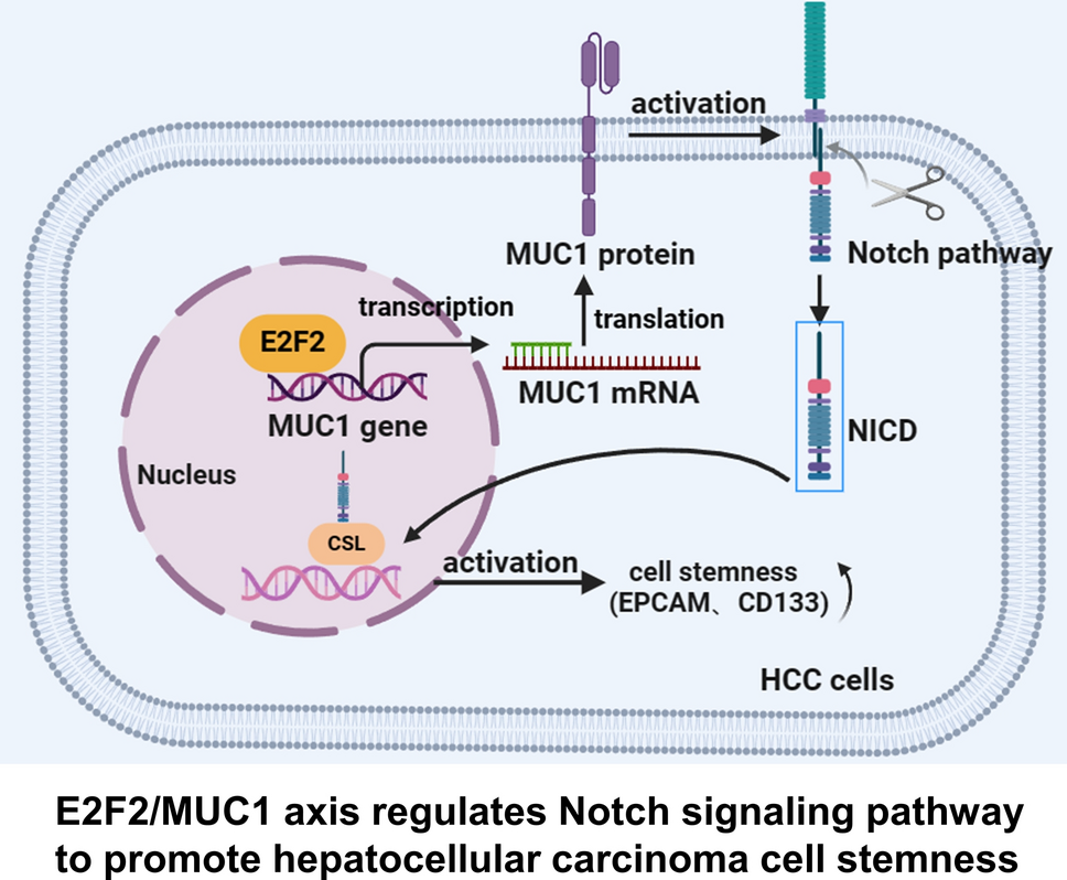 E2F2/MUC1 Enhances Cell Stemness of Hepatocellular Carcinoma by Regulating the Notch Signaling Pathway