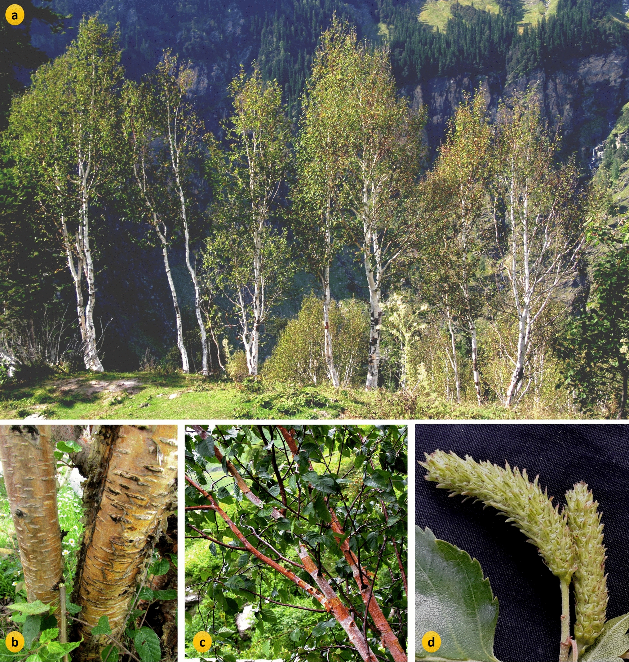 SSR marker-based characterization of the timberline Himalayan Birch ( D. Don) for genetic diversity and population structure
