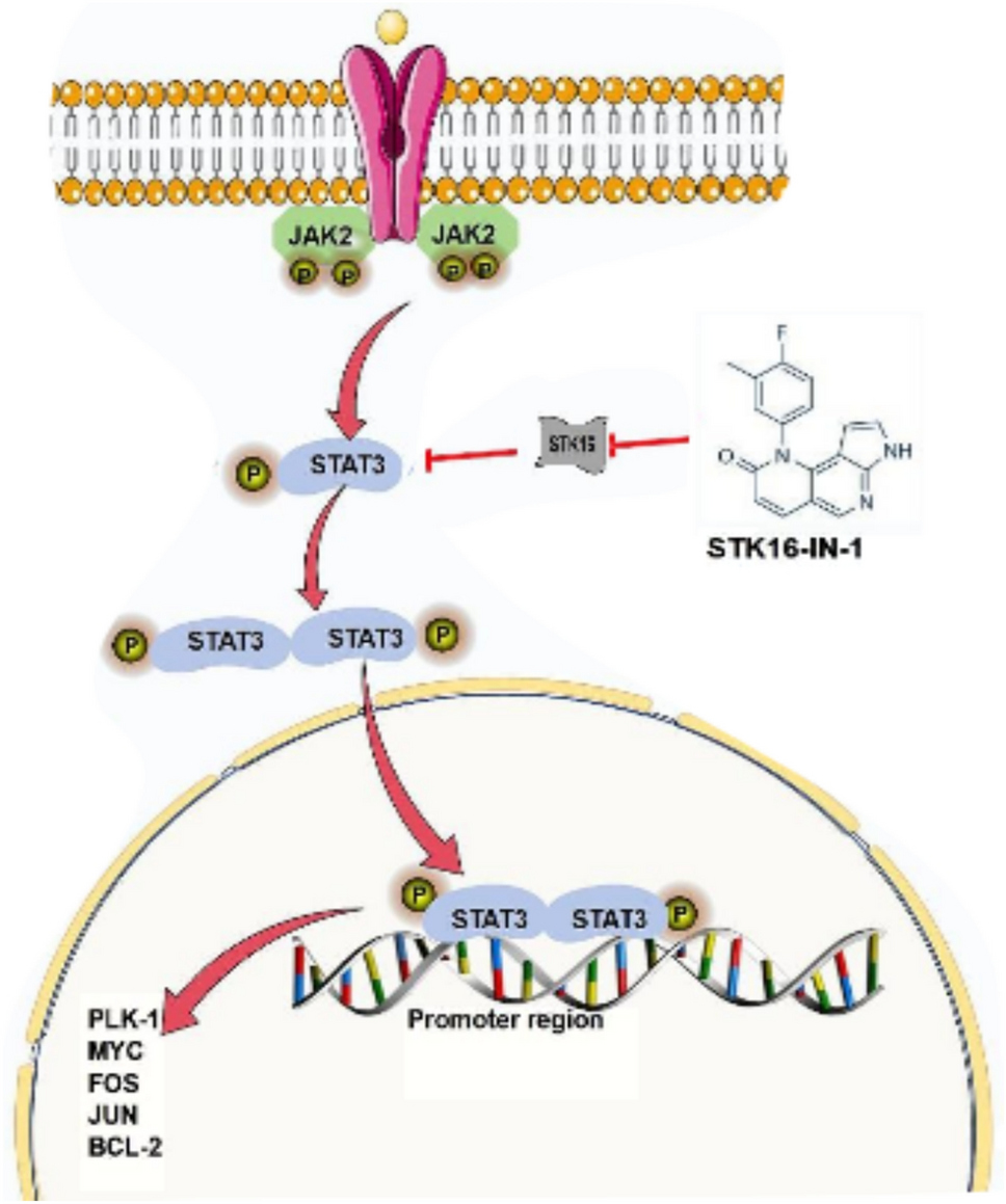 Exploration of  compounds as STK-16 antagonists via molecular docking and dynamic simulation for oncogenic pathway targeting