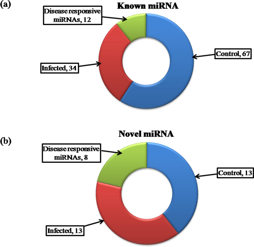 Disease-responsive novel miRNAs regulate anthracnose disease progression in bullet cultivar of chilli ( L.)