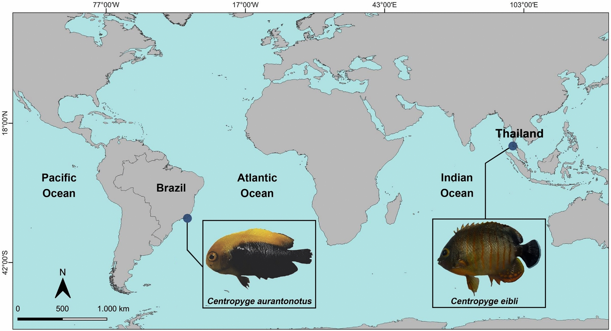 Contrasting karyoevolutionary patterns in pygmy angelfish  (Pomacanthidae) in new colonization areas