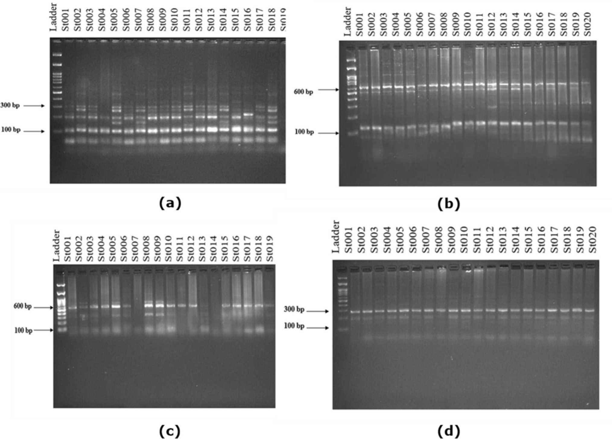Assessing the genetic variation using simple sequence repeat markers and biochemical analysis of turkey berry ( Swartz.)
