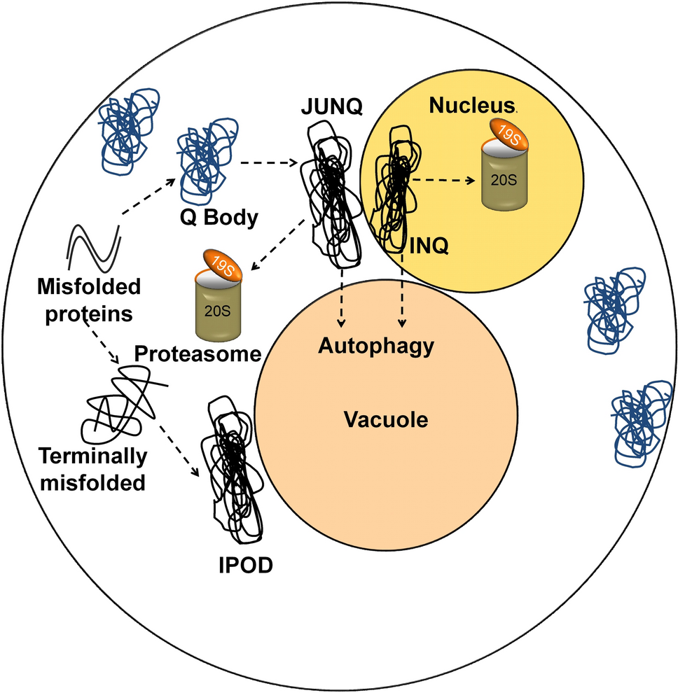 Co-chaperones fine-tune the function of heat shock protein 70 (Hsp70), whether to fold, hold, or degrade substrates in ensuring cellular protein homeostasis