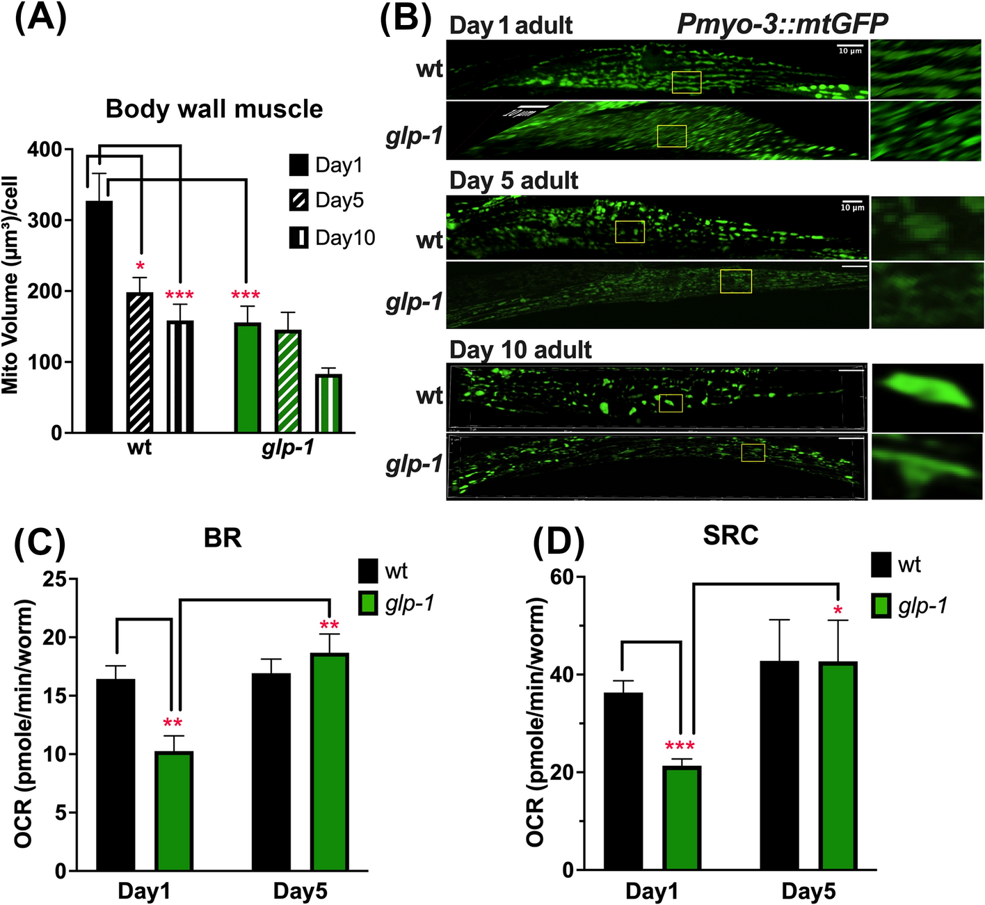 Germline loss diminishes somatic mitochondria but confers preservation of respiratory function during aging and hypothermia
