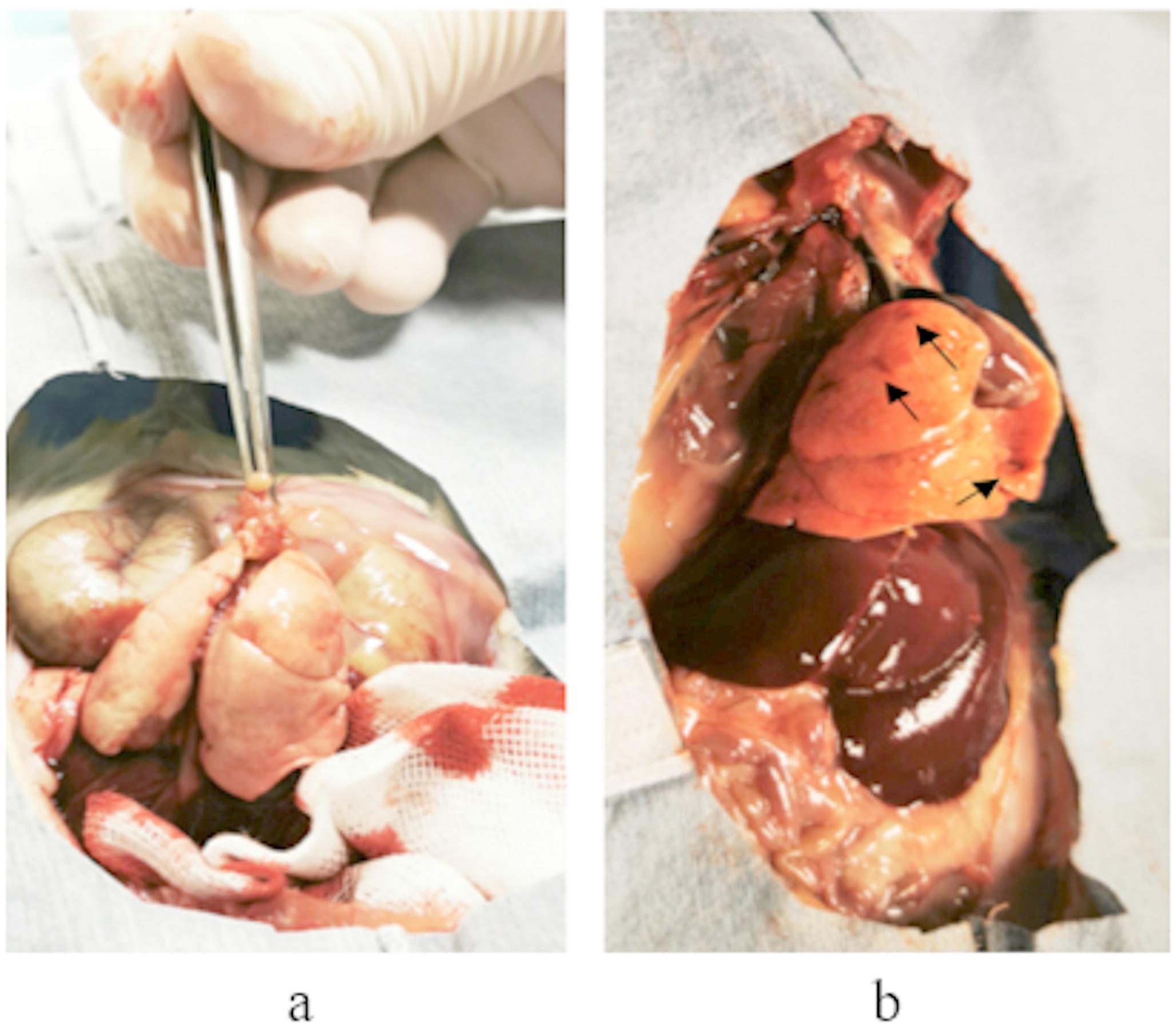 Evaluation of postmortem histopathological changes in dental pulp of rats after drowning in water