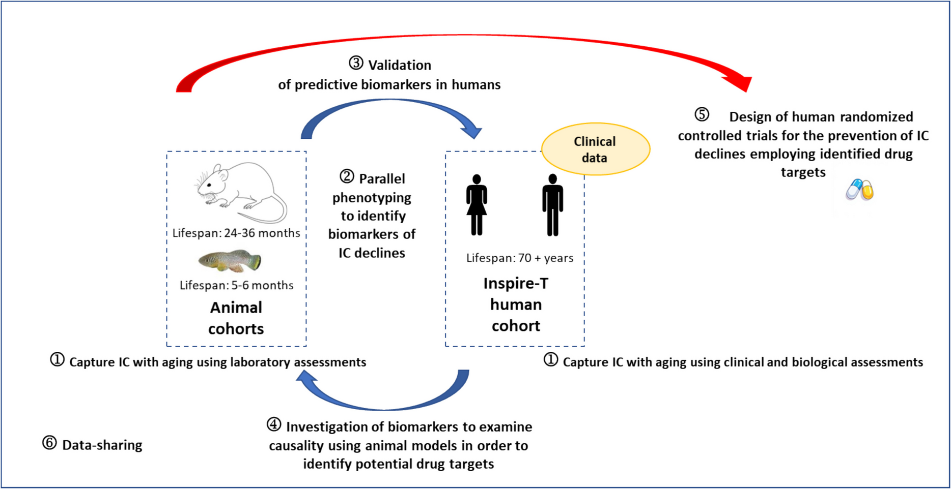 HealthAge: evaluation of intrinsic capacity changes in humans, mice, and killifish to explore the biology of aging