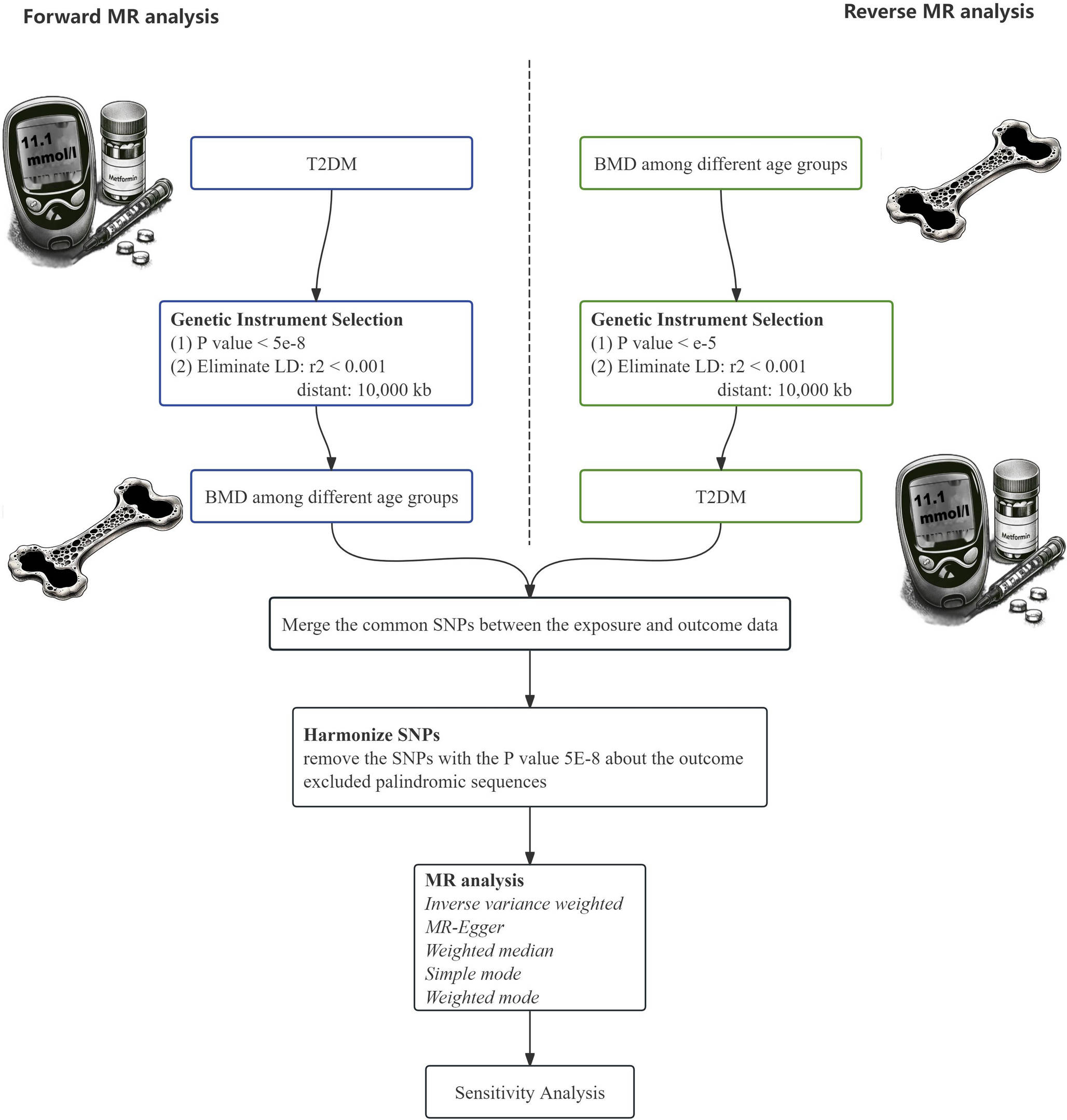 The hidden influence of type 2 diabetes on bone mineral density across the lifespan: a Mendelian randomization study