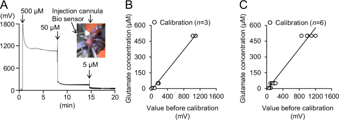 Anti-seizure effects of WS-3, a TRPM8 agonist, on focal onset seizure mouse model via reduction of extracellular glutamate levels