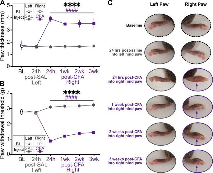 Inflammatory pain in mice induces light cycle-dependent effects on sleep architecture