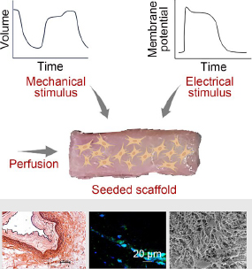 A unique bioreactor that offers synchronized physiological-like electrical and mechanical stimuli for cardiac tissue engineering