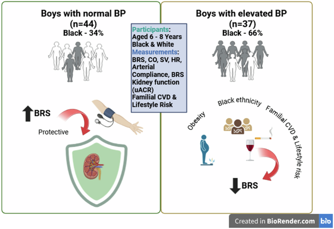 Baroreceptor sensitivity, kidney function and cardiovascular risk in prepubescent boys with normal versus elevated blood pressure