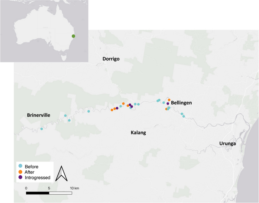 Genome-wide diversity and MHC characterisation in a critically endangered freshwater turtle susceptible to disease