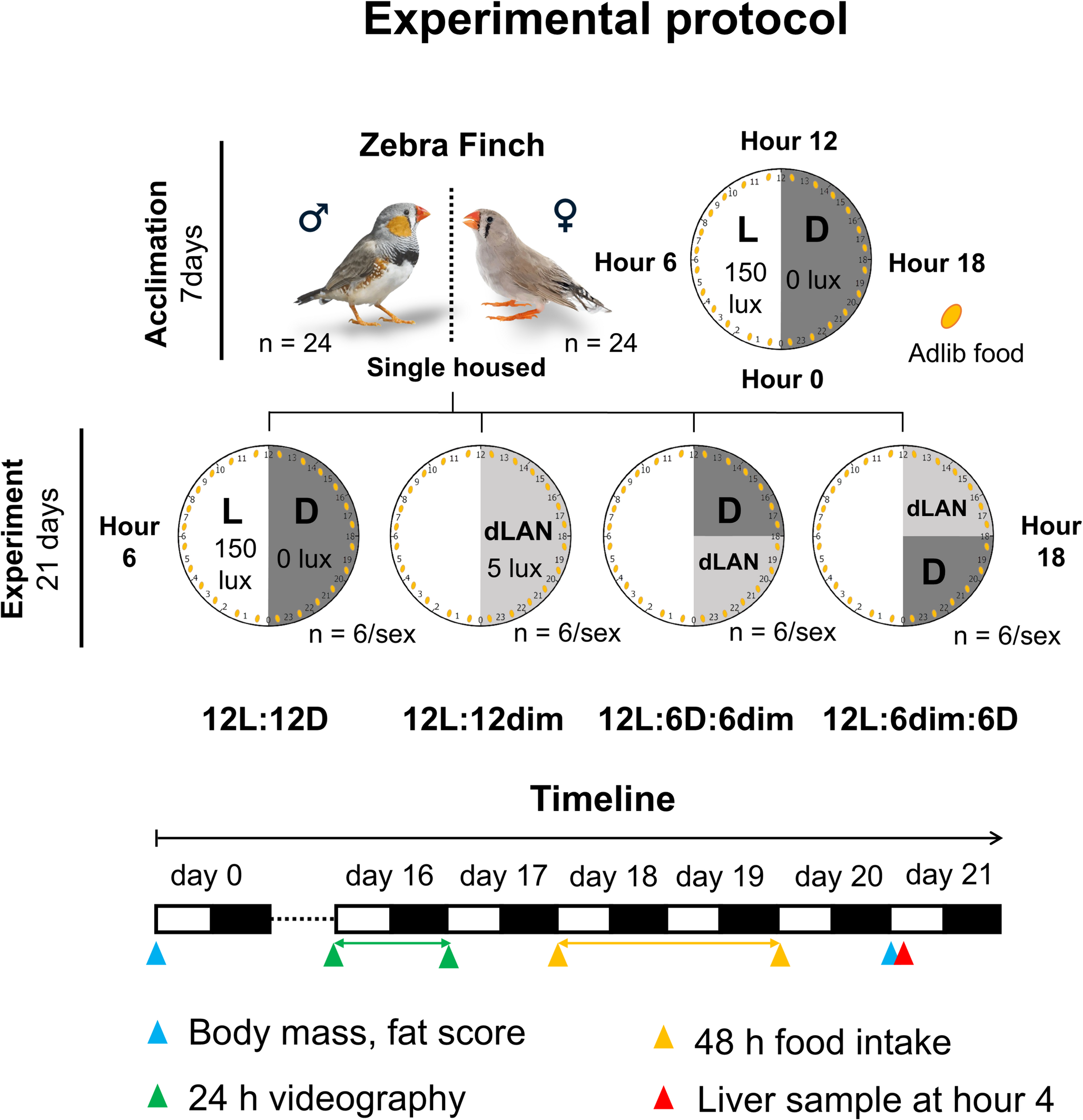 Saving from the dark side of light at night: differential effects of complete darkness in the first and second half of dimly illuminated nights on sleep and metabolism