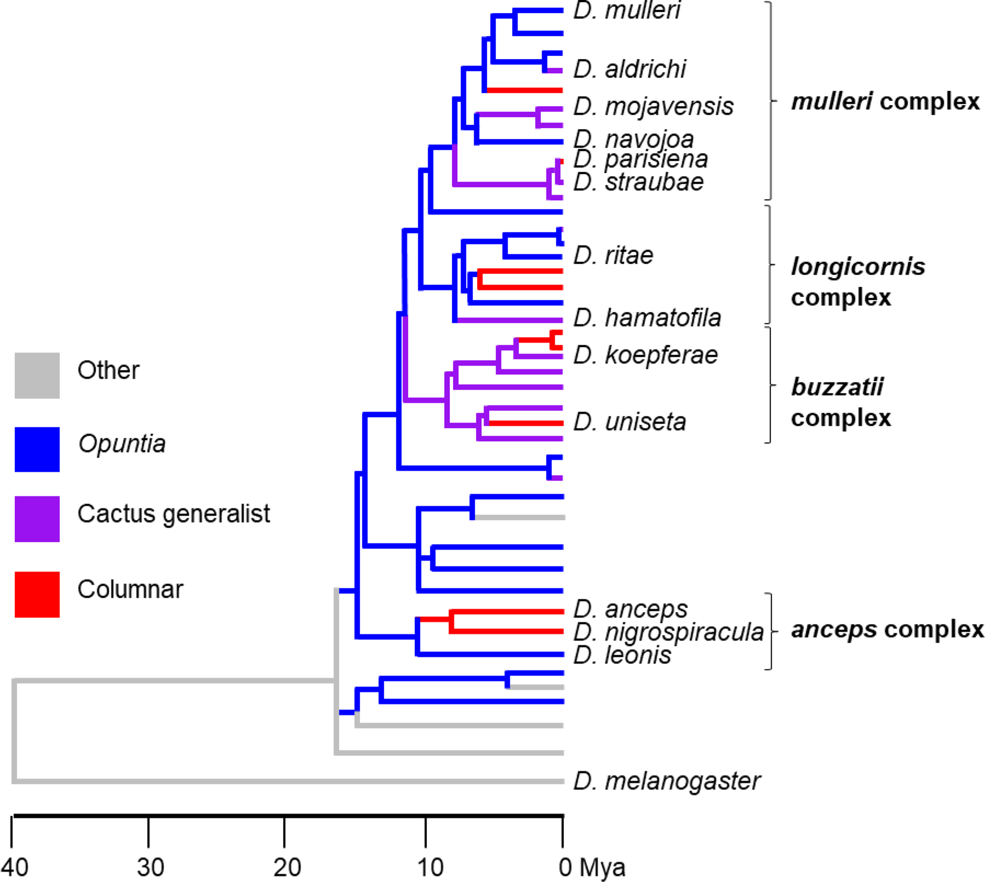 Olfactory variation among closely related cactophilic  species