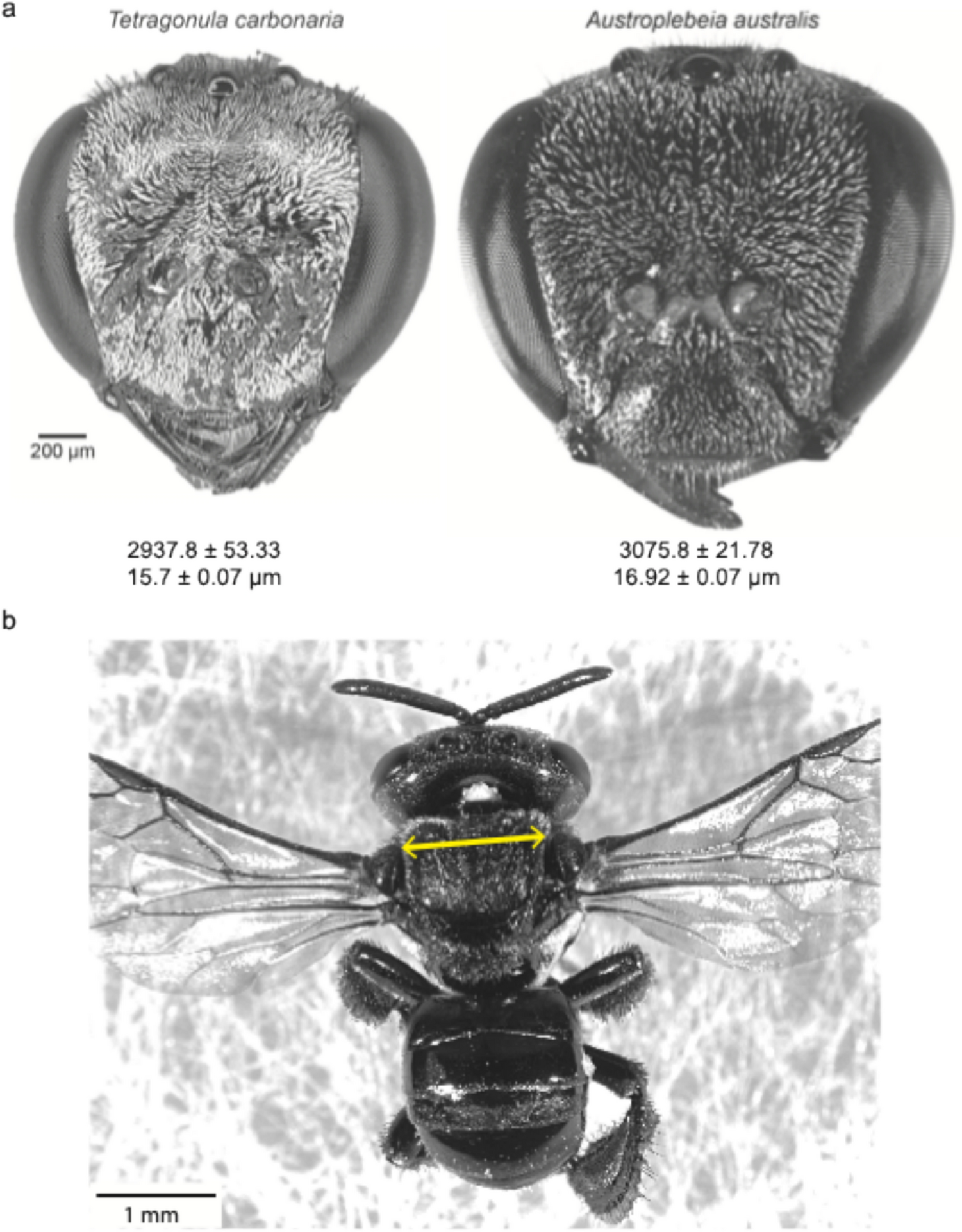 Visual physiology of Australian stingless bees