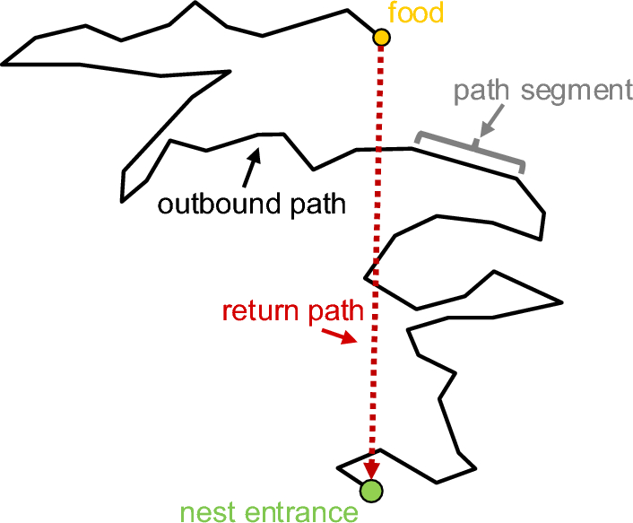 Path integration and optic flow in flying insects: a review of current evidence