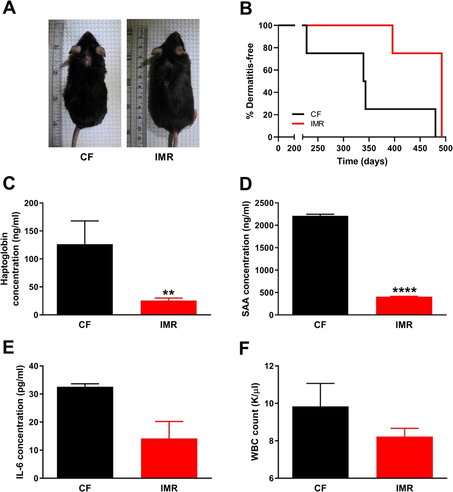 Intermittent methionine restriction and selenium supplementation protect against inflammation and the development of dermatitis