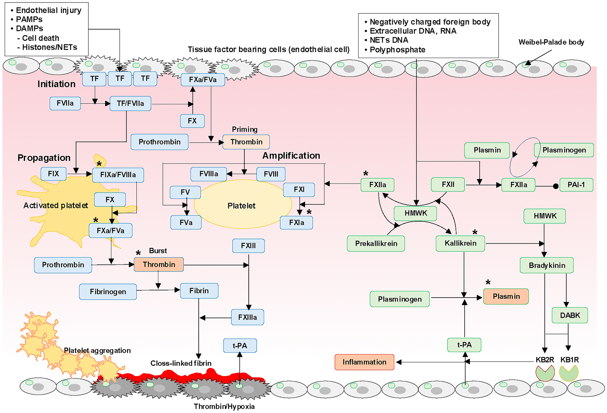 Disseminated intravascular coagulation