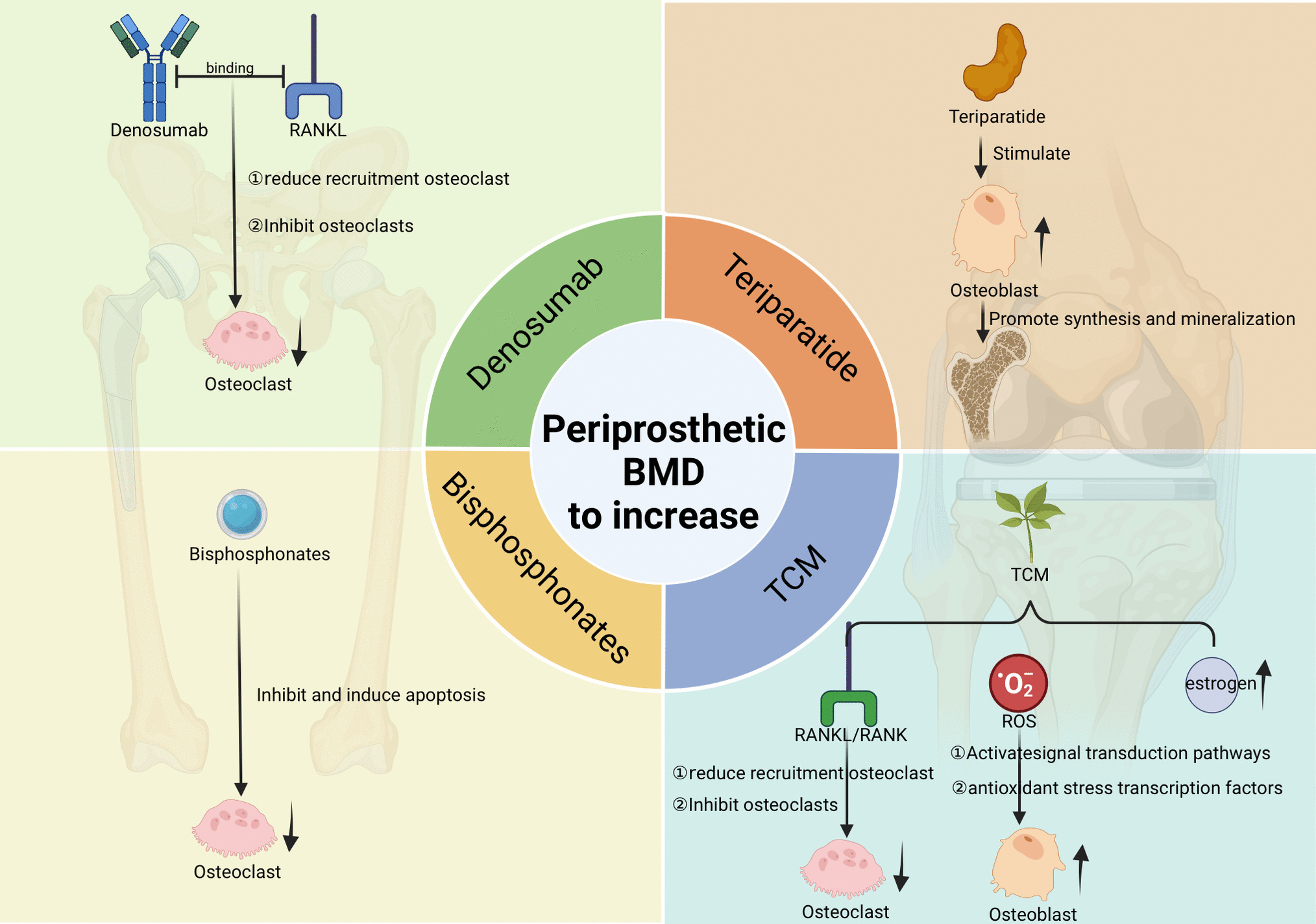 Changes in Periprosthetic Bone Mineral Density Following Arthroplasty: An In-Depth Review and Current Perspectives