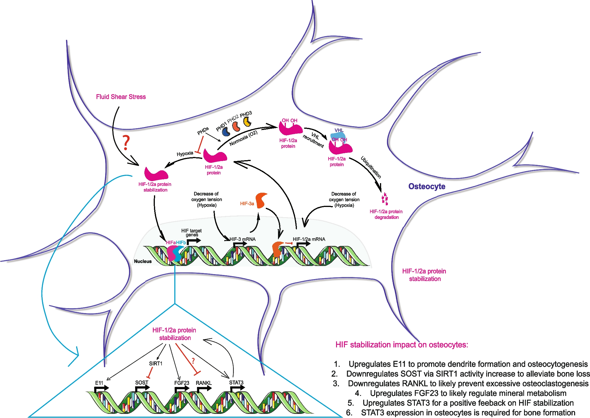 Oxygen Sensing in Osteocytes: From Physiology to Age-related Osteoporosis